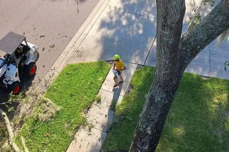 How to Stop Sap Dripping from Trees in Florida Safely