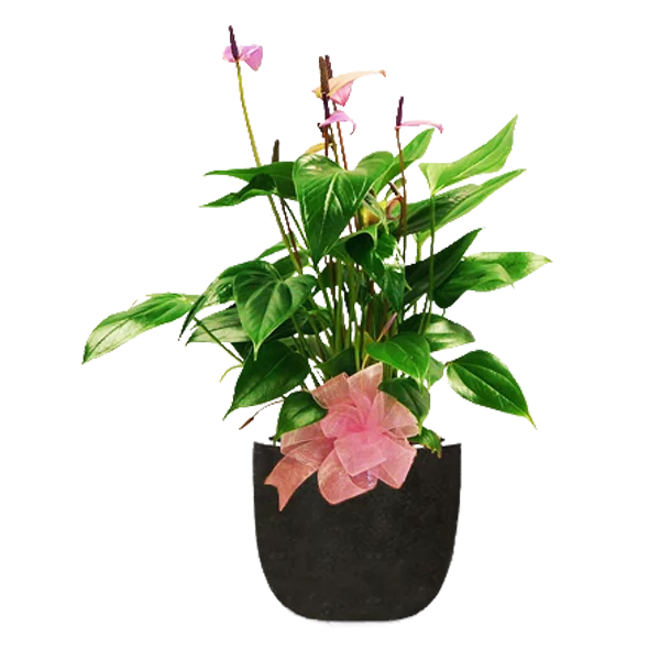 Pink Anthurium Flower Delivery by Morrow Florist
