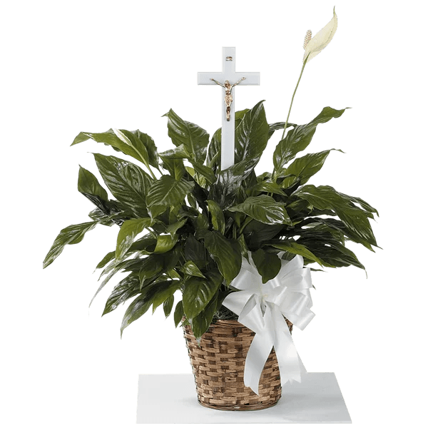 Peace Lily Flower Delivery by Morrow Florist