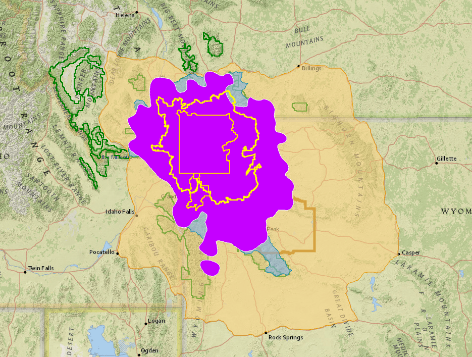 Are the Grizzly Bears in Yellowstone Still Endangered?