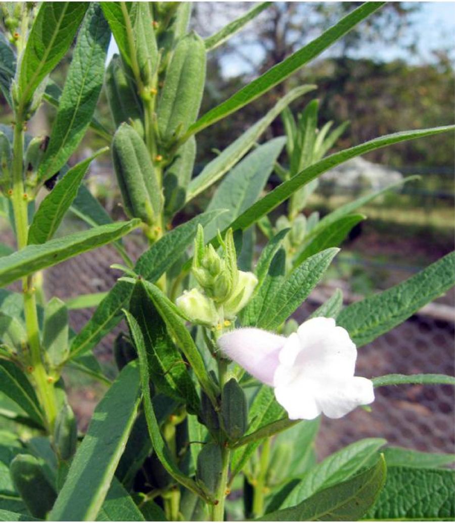 Package and Practices of Sesame (Sesamum Indicum L.) MorungExpress