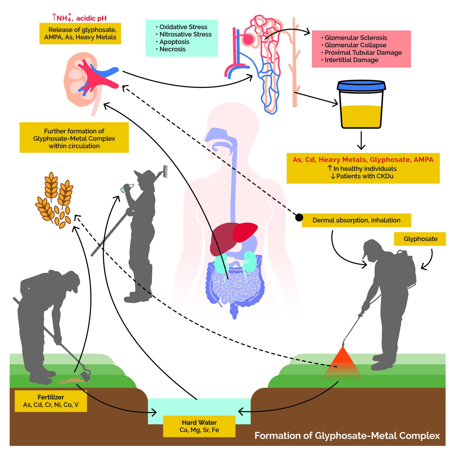 Glyphosate, Oxalic Acid, and Mitochondrial Dysfunction — Great Plains