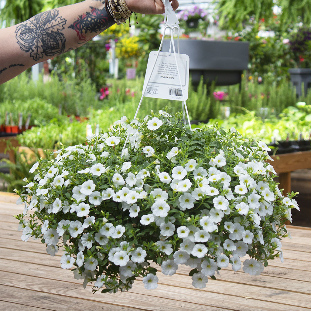 10″ Hanging Baskets Moscarillo's Garden Shoppe