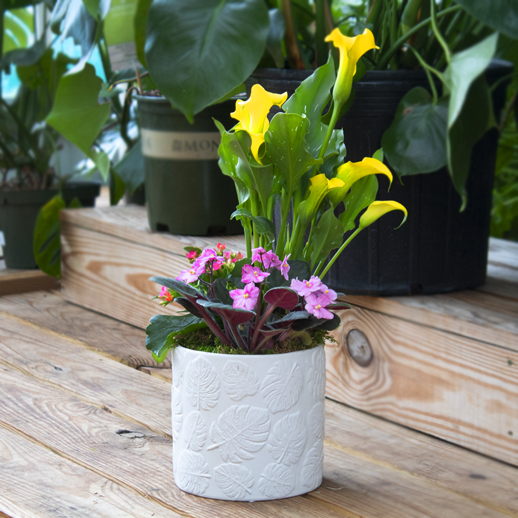 The Mapleton Moscarillo's Garden Shoppe