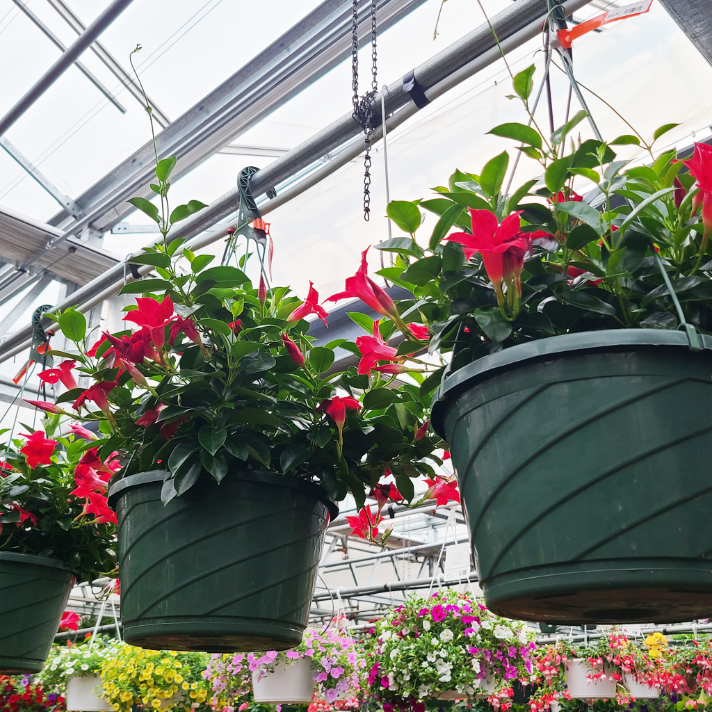 12″ Hanging Baskets Mandevilla Moscarillo's Garden Shoppe