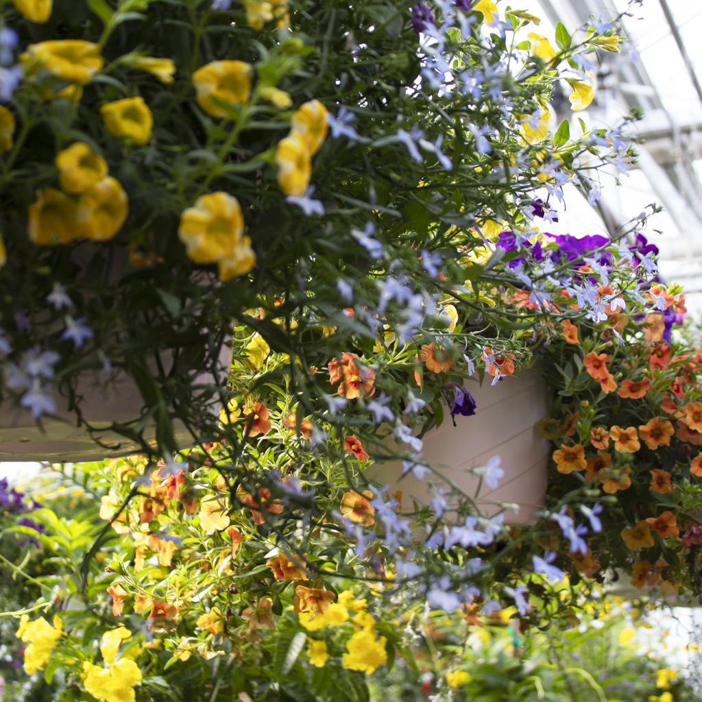 10″ Hanging Baskets Moscarillo's Garden Shoppe