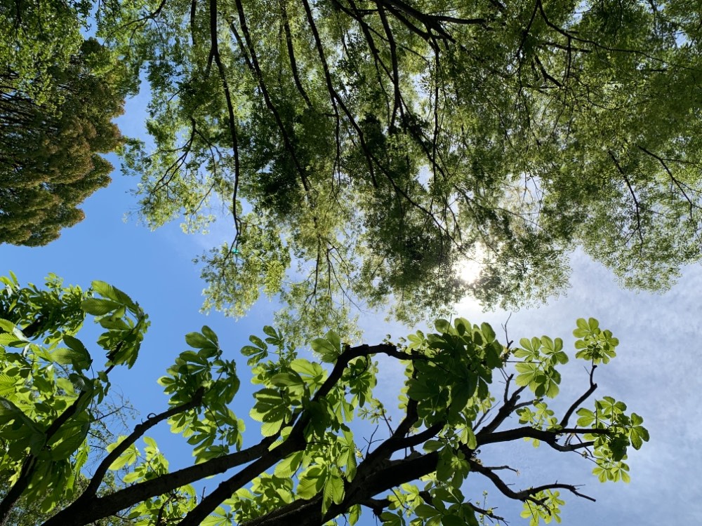 クラニオセイクラルバイオダイナミクス すずきしのぶ MOSH (モッシュ)