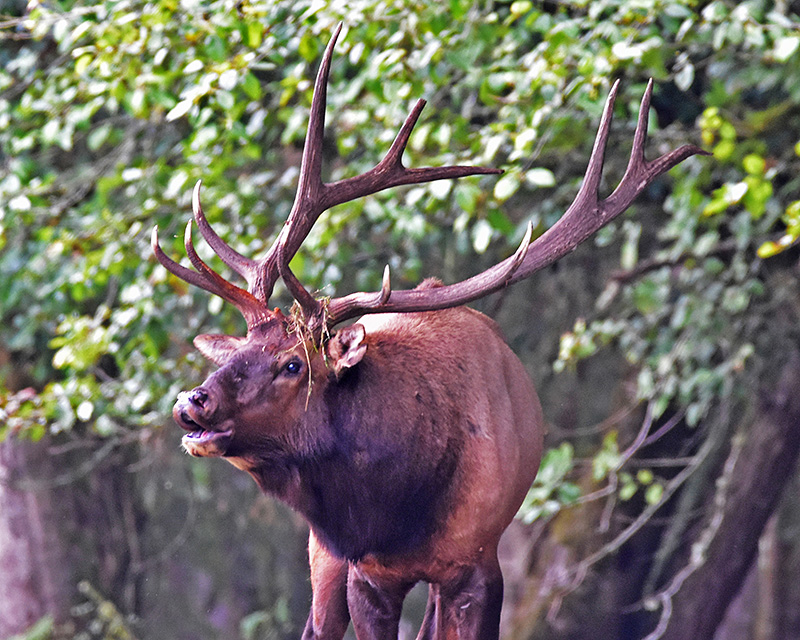 Washington State Elk
