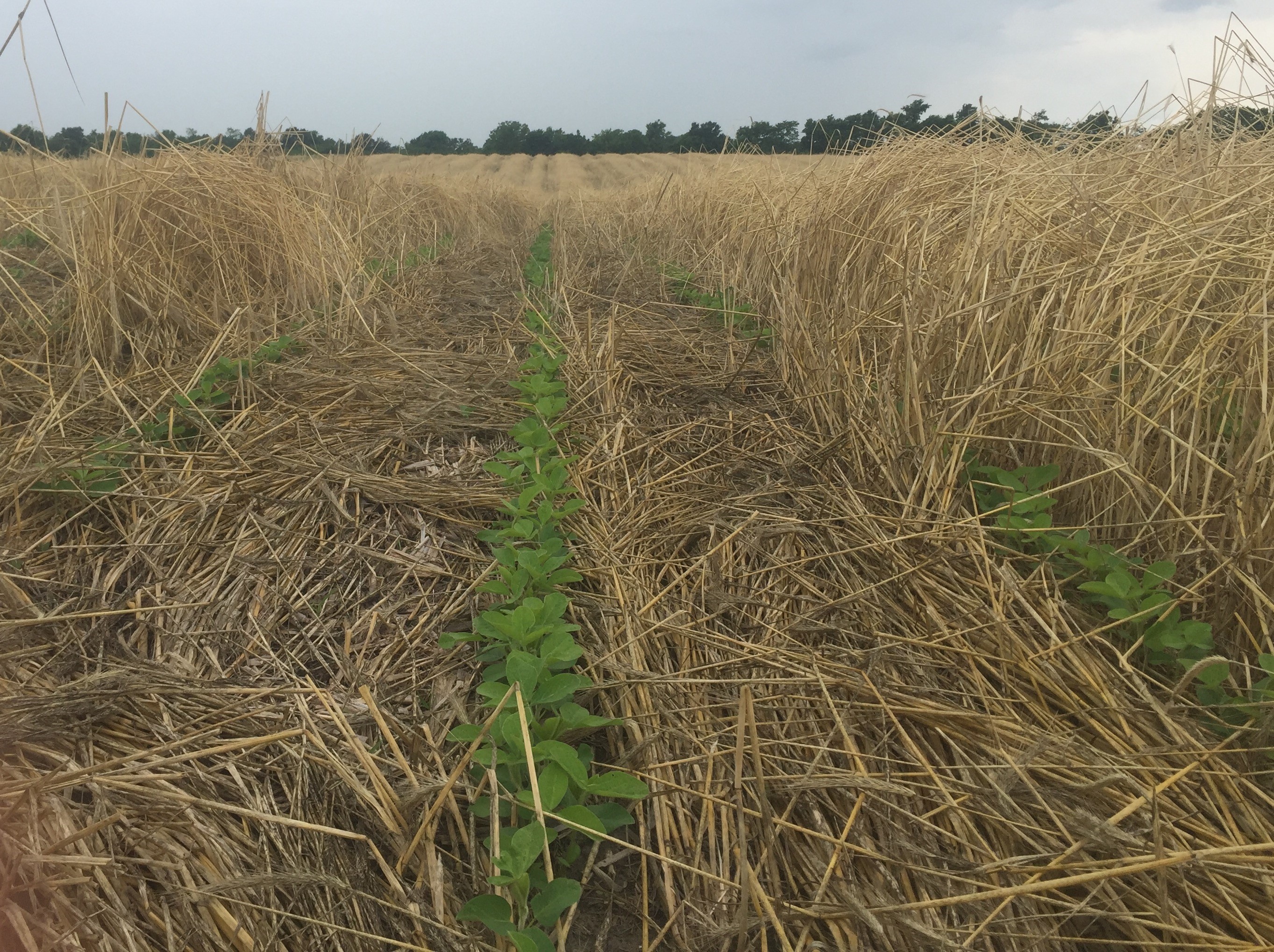 Cover Crops Seeing Green in PostHarvest Fields Missouri Soybean