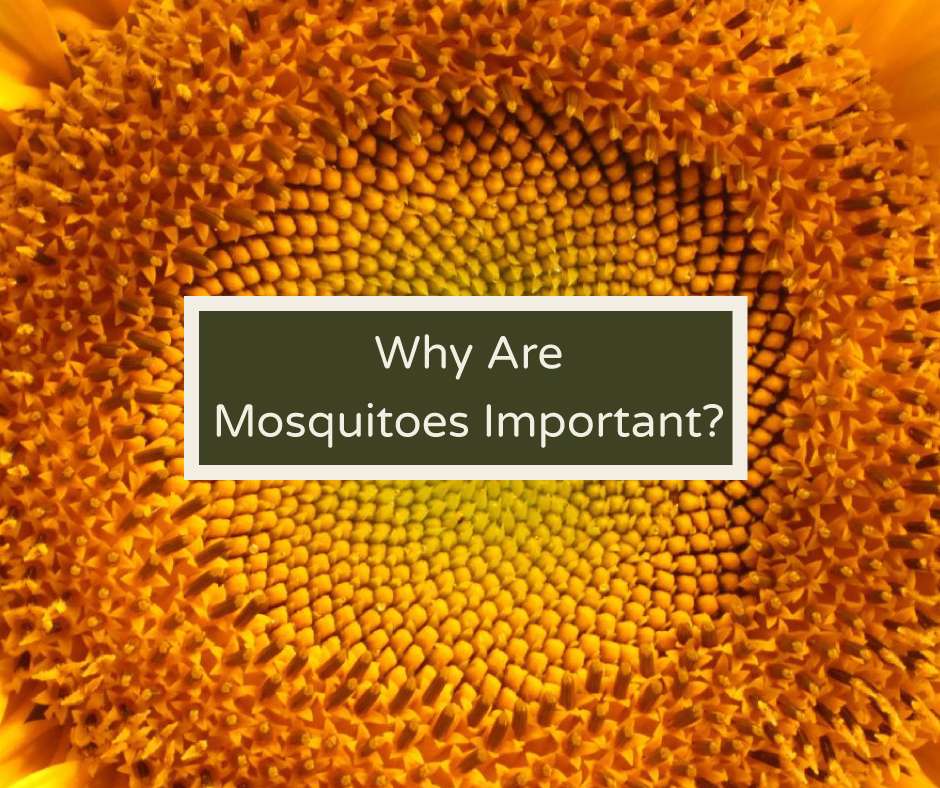 Why Are Mosquitoes Important? Mosquito Mom