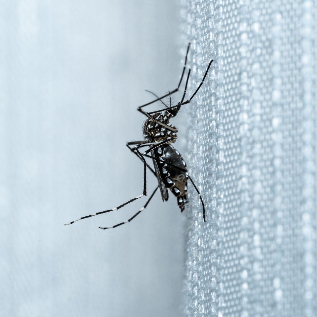 How Fast Are Mosquitos? How Quickly Do Mosquitoes Reproduce