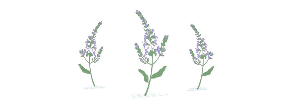 Sage and Mosquitoes Does Sage ACTUALLY Repel Mosquitoes?