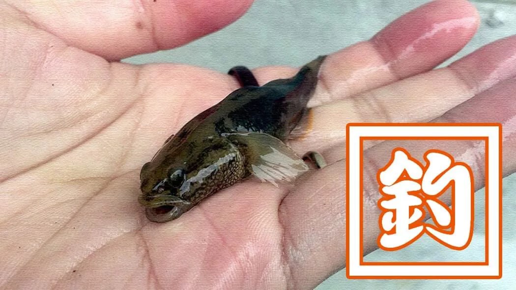 イカの塩辛を餌に春の釣り！旧中川でダボハゼに遊んでもらいました