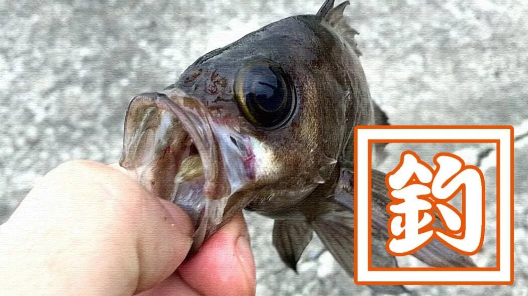 穴釣りポイント！千葉内房の堤防釣りでメバルにクジメちゃん