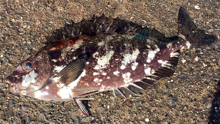 堤防海釣りで釣れる魚まとめ！写真付きで危険魚や毒魚も紹介（川釣りも）
