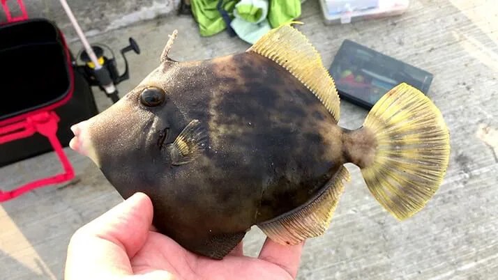 海釣り釣魚写真図鑑｜堤防で釣れる魚の種類（防波堤・漁港）川釣りも