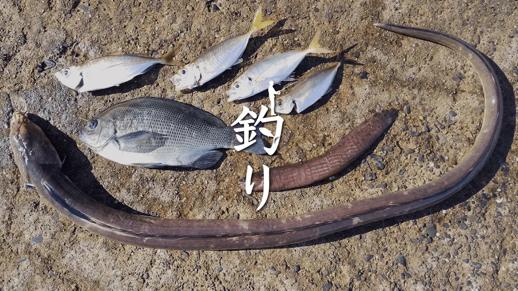 千葉堤防釣り！秋の夜釣りで90cm超ホタテウミヘビ…朝はアジ・カマスetc