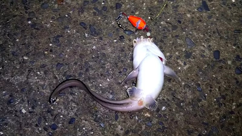 最高のコレクション 秋 釣り 堤防 333297秋 釣り 堤防
