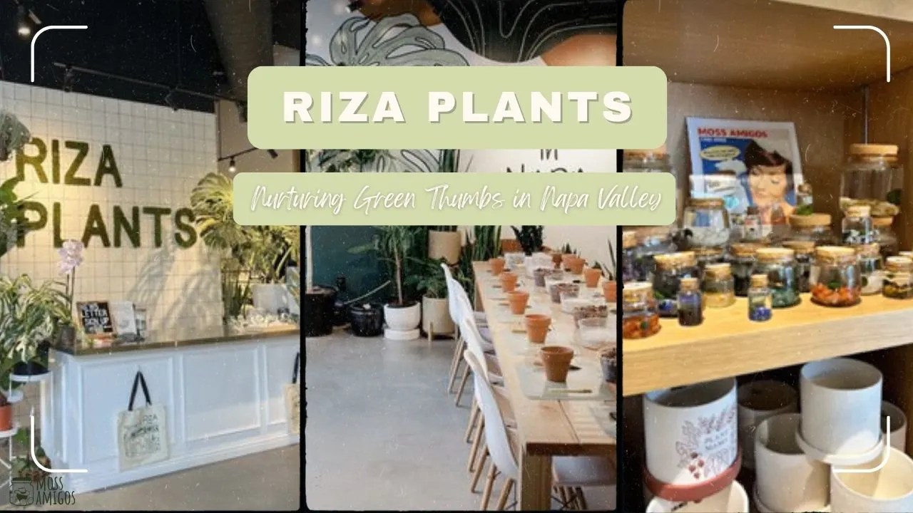 Riza Plants Nurturing Green Thumbs in Napa Valley Moss Amigos