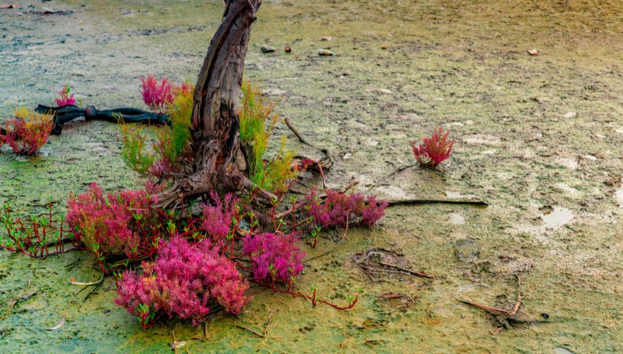 The Truth About Moss Dispelling Moss Myths