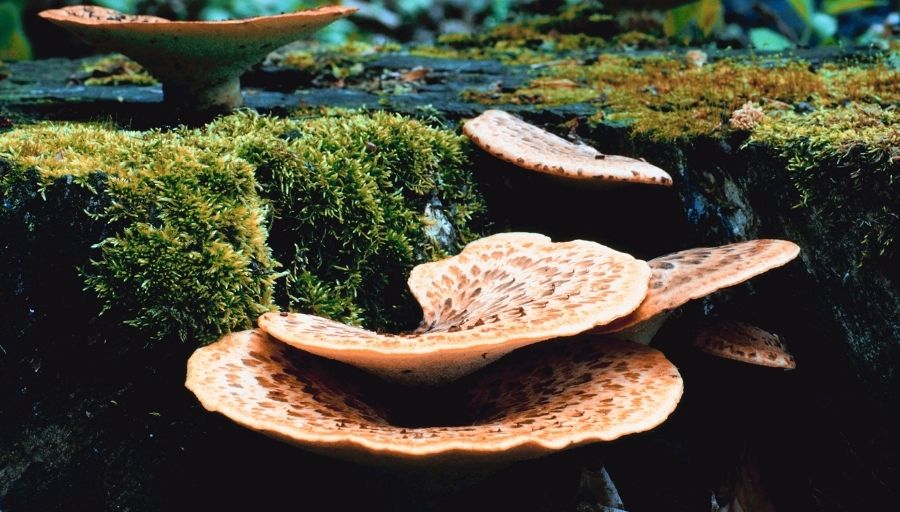 Moss Mosses For Sun Moss And Stone Gardens