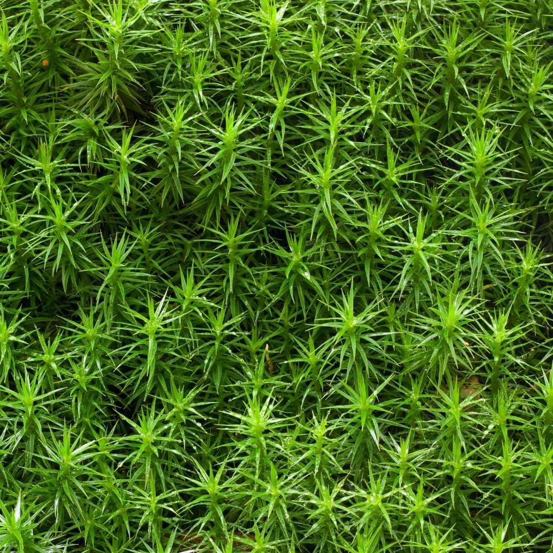 How To Grow And Maintain Sphagnum Moss In Your Garden Moss & Stone