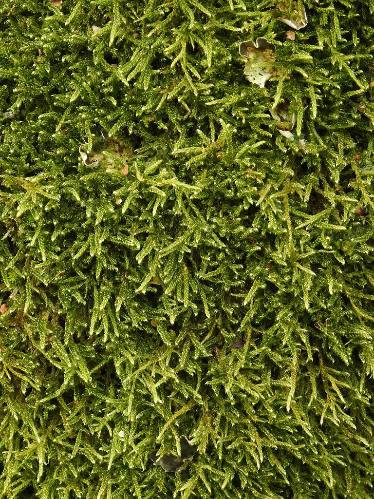 Natural Preserved Sheet Moss For Sale