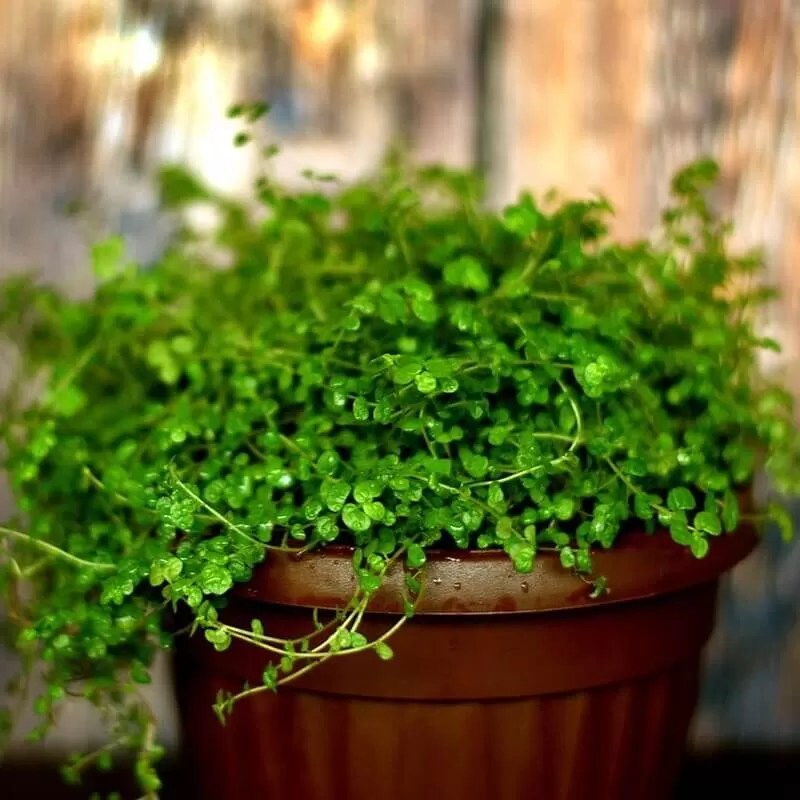 Indoor Vertical Garden What Are the Best Plants for?