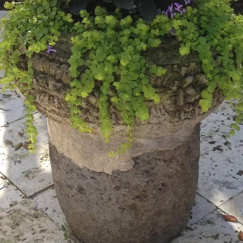 Indoor Vertical Garden What Are the Best Plants for?