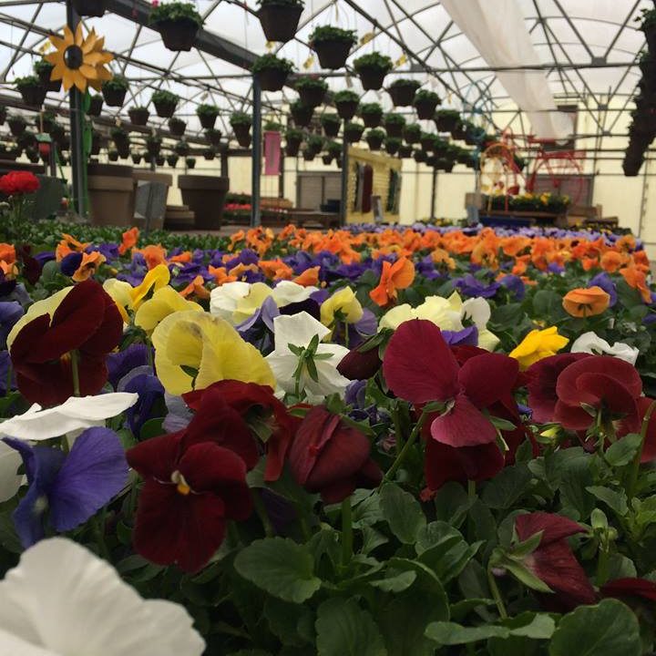 Jerome Greenhouse Retail, Wholesale, Plantscapes Moss Greenhouses