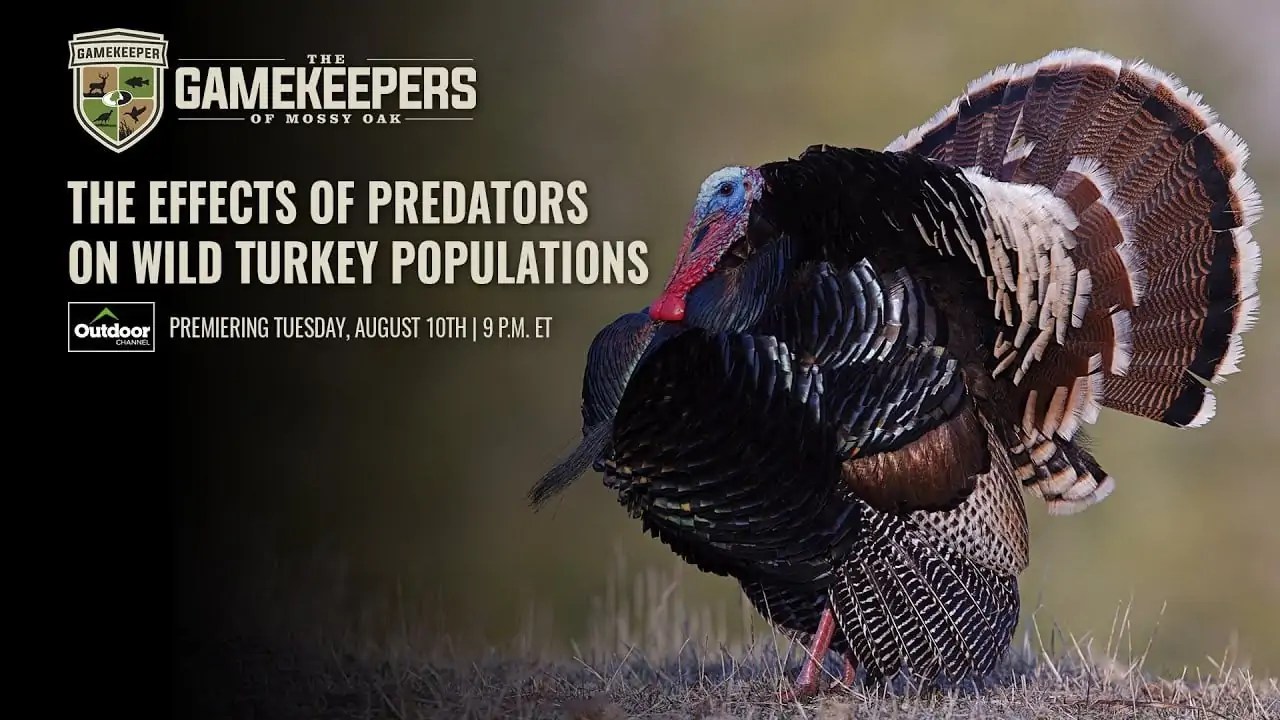 The Effects of Predators on Wild Turkey Populations Mossy Oak Gamekeeper