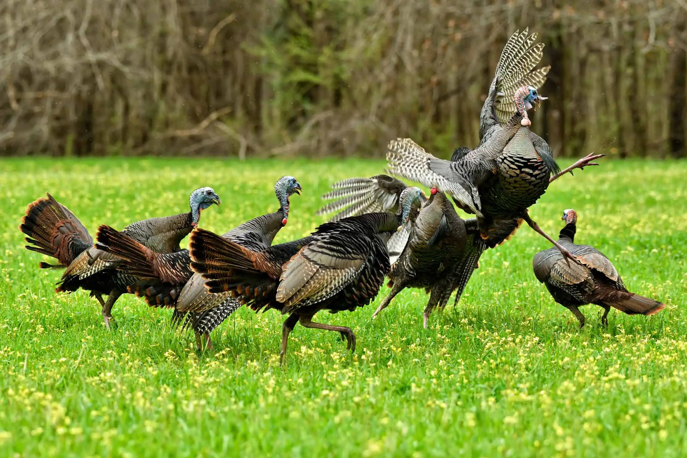 Understanding Wild Turkeys A Closer Look Mossy Oak Gamekeeper
