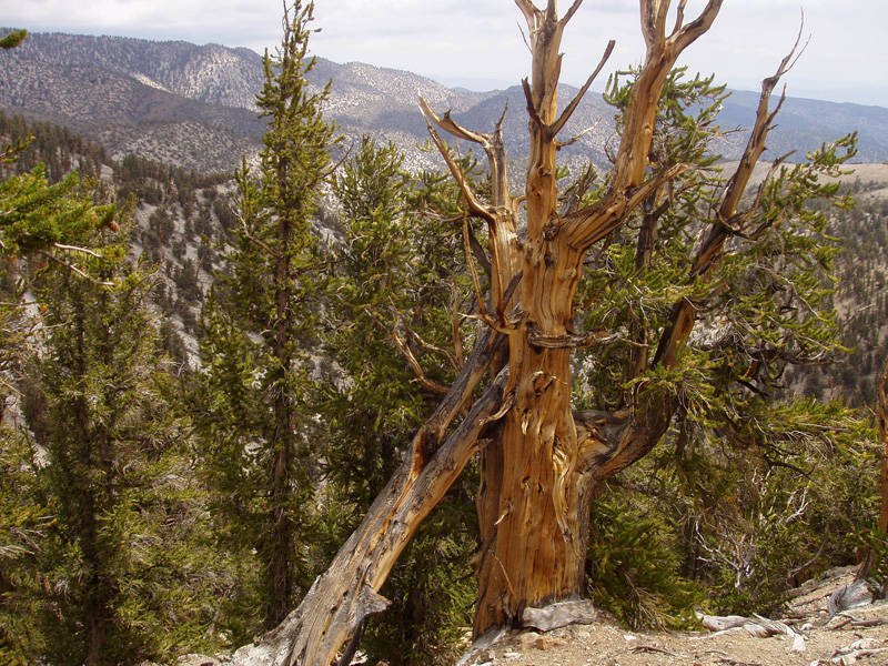 Oldest Tree in the World Hidden in California’s White Mountains MOST