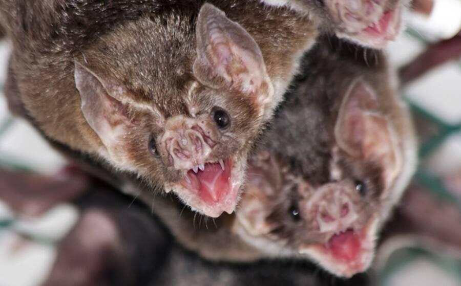 Vampire Bats “French Kiss” With Mouthfuls Of Blood To Develop Social