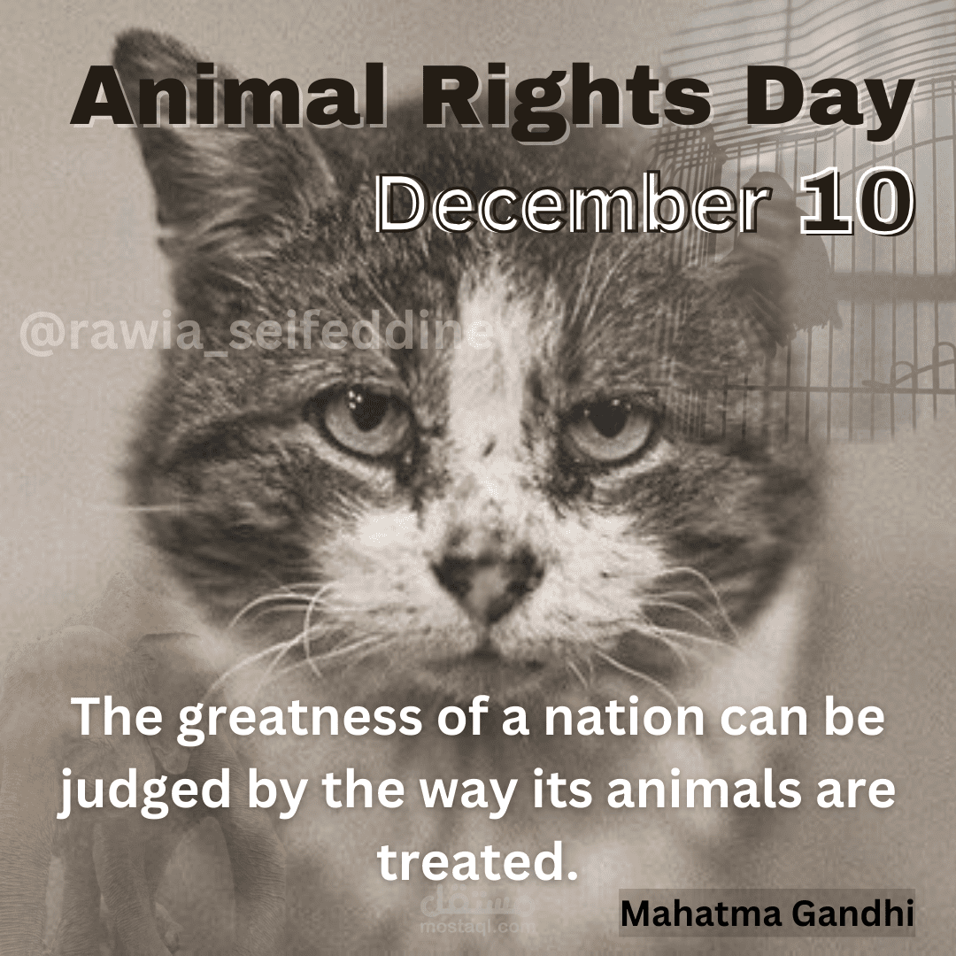 Animal Rights Day مستقل
