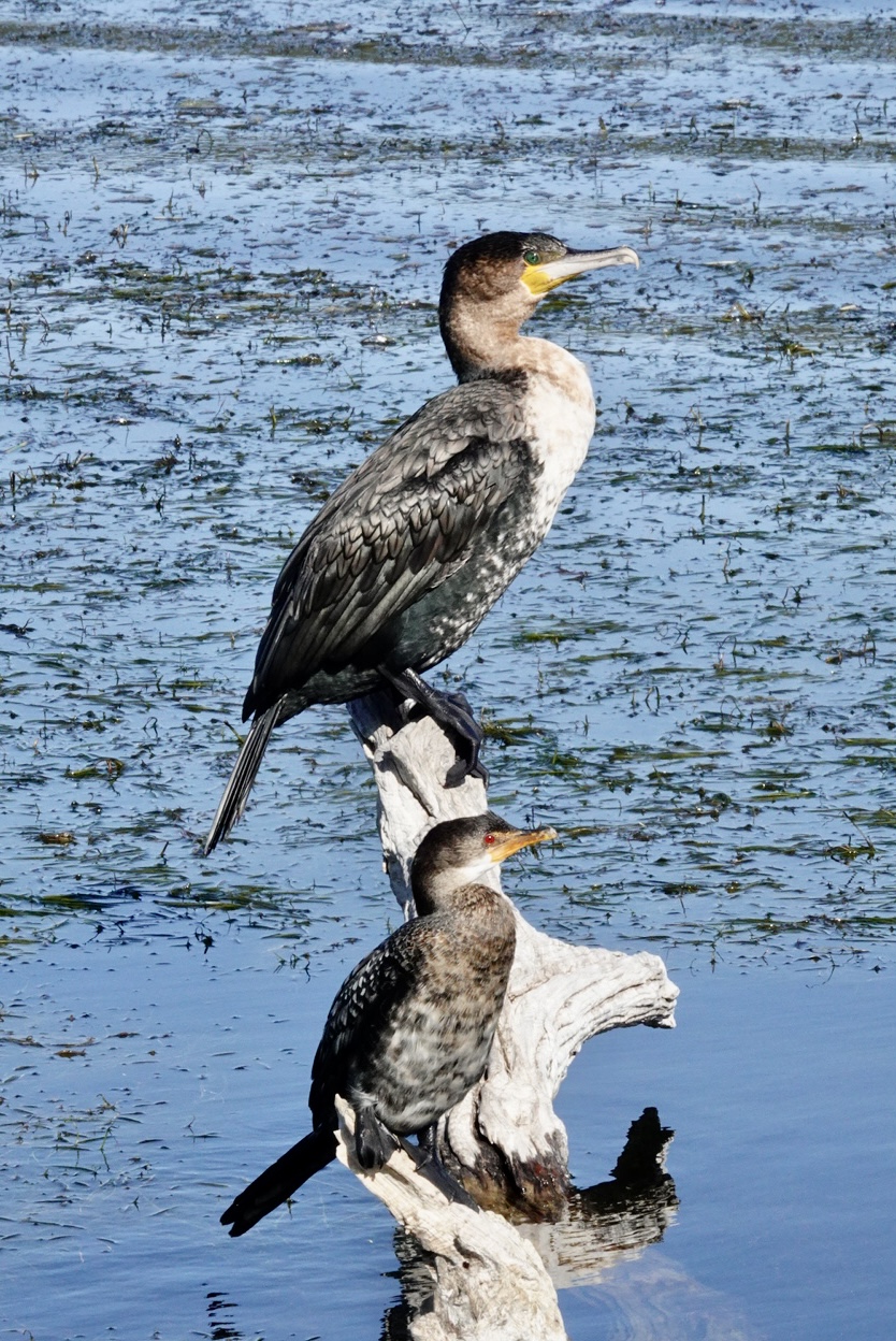 The Eyes Have it! (Part 1) Mostly Birding