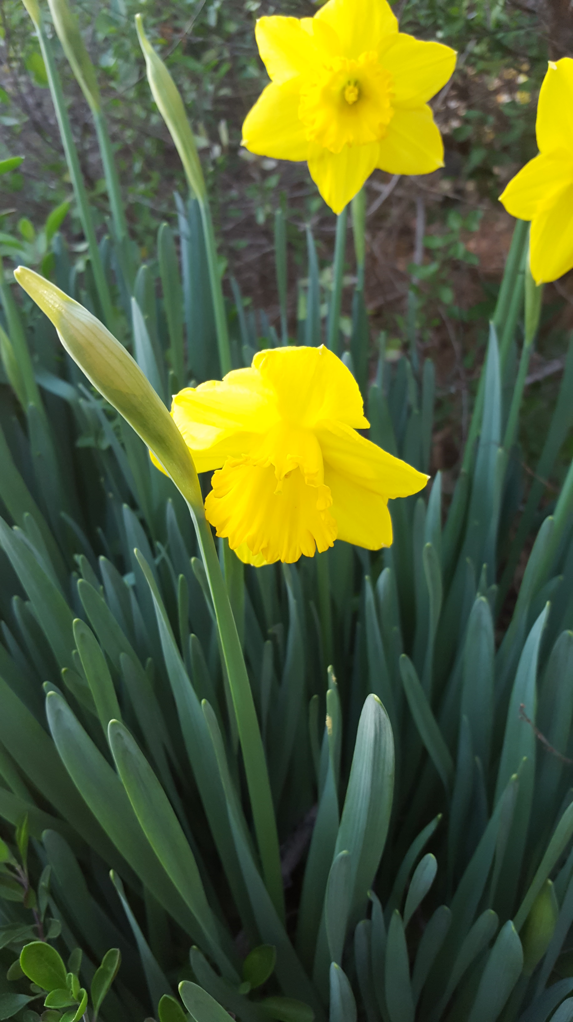 Daffodils (Narcissus Genus) Mostly Greek