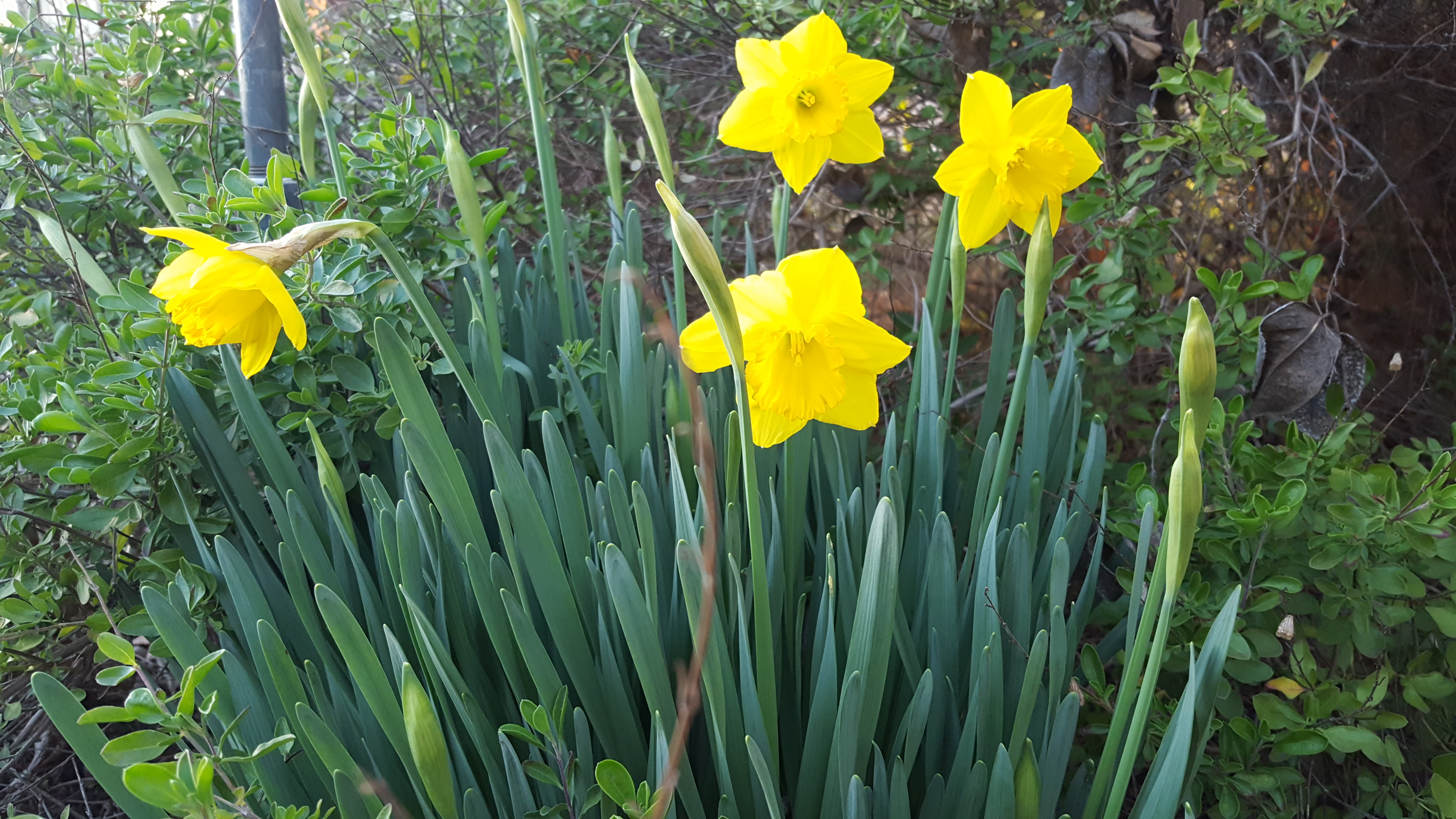 Daffodils (Narcissus Genus) Mostly Greek