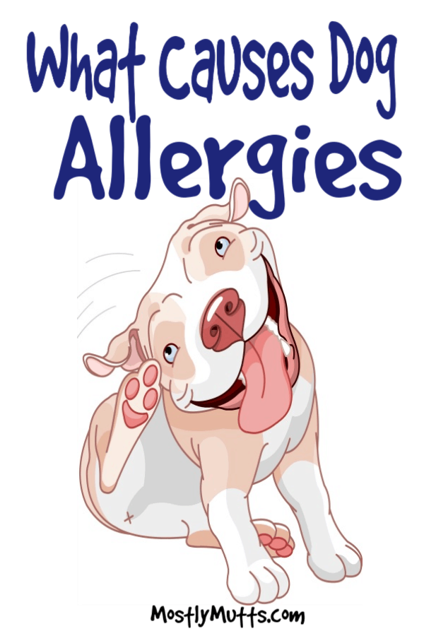 7 Signs Your Dog Has Allergies Making Him Miserable MOSTLY MUTTS
