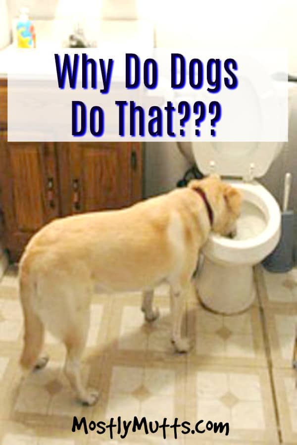 Why Do Dogs Do That? MOSTLY MUTTS