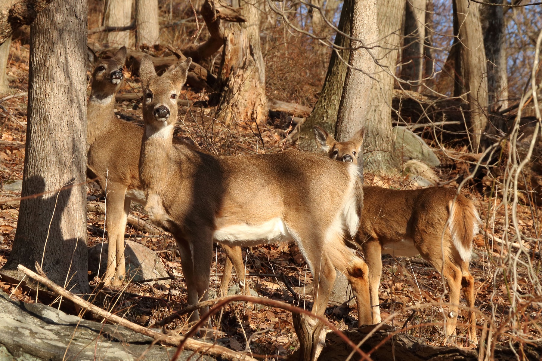 Understory Trees Mostly Native Shade
