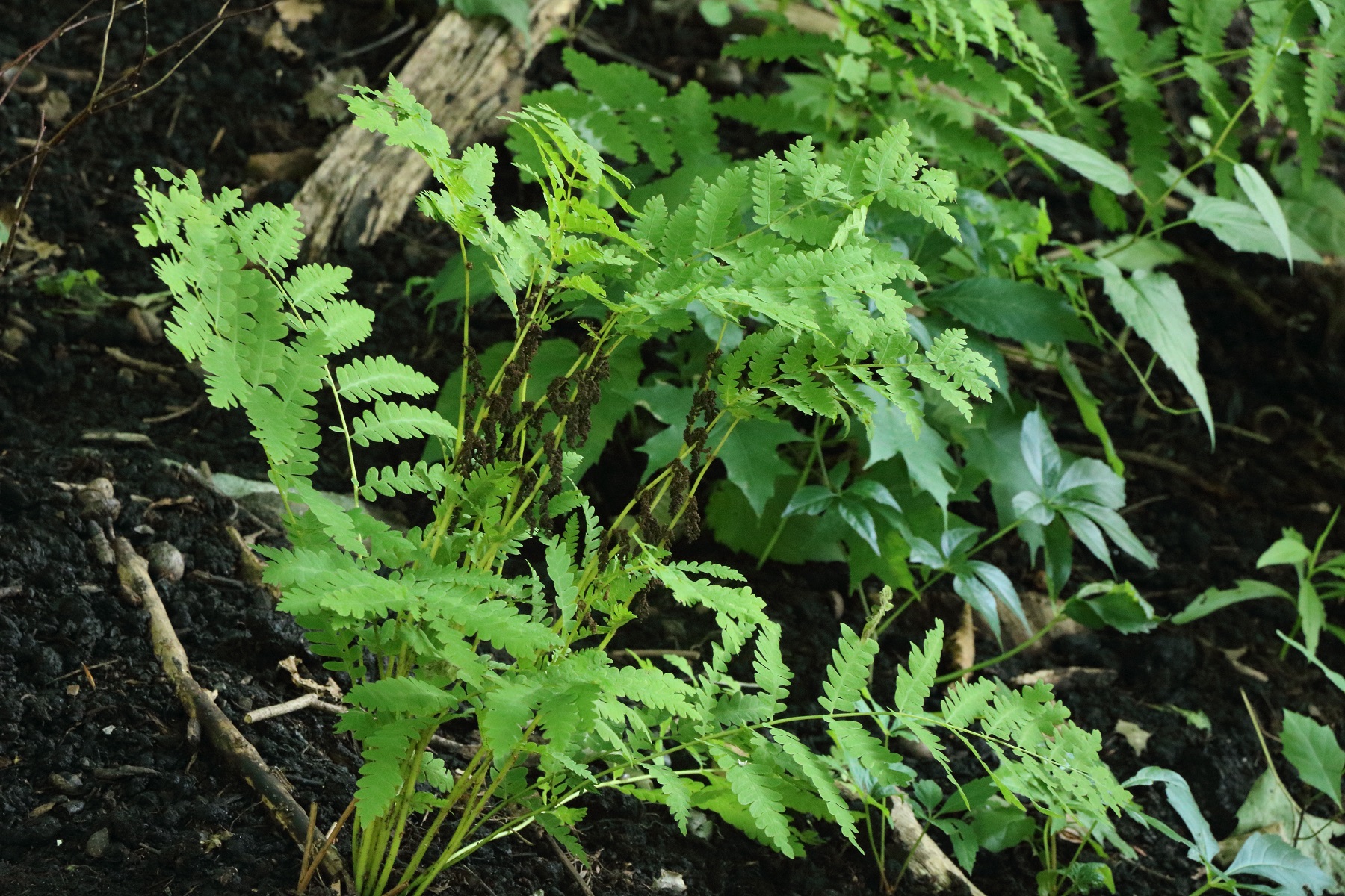 Ferns Mostly Native Shade