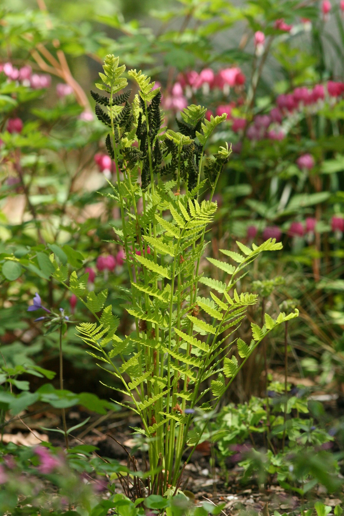 Ferns Mostly Native Shade