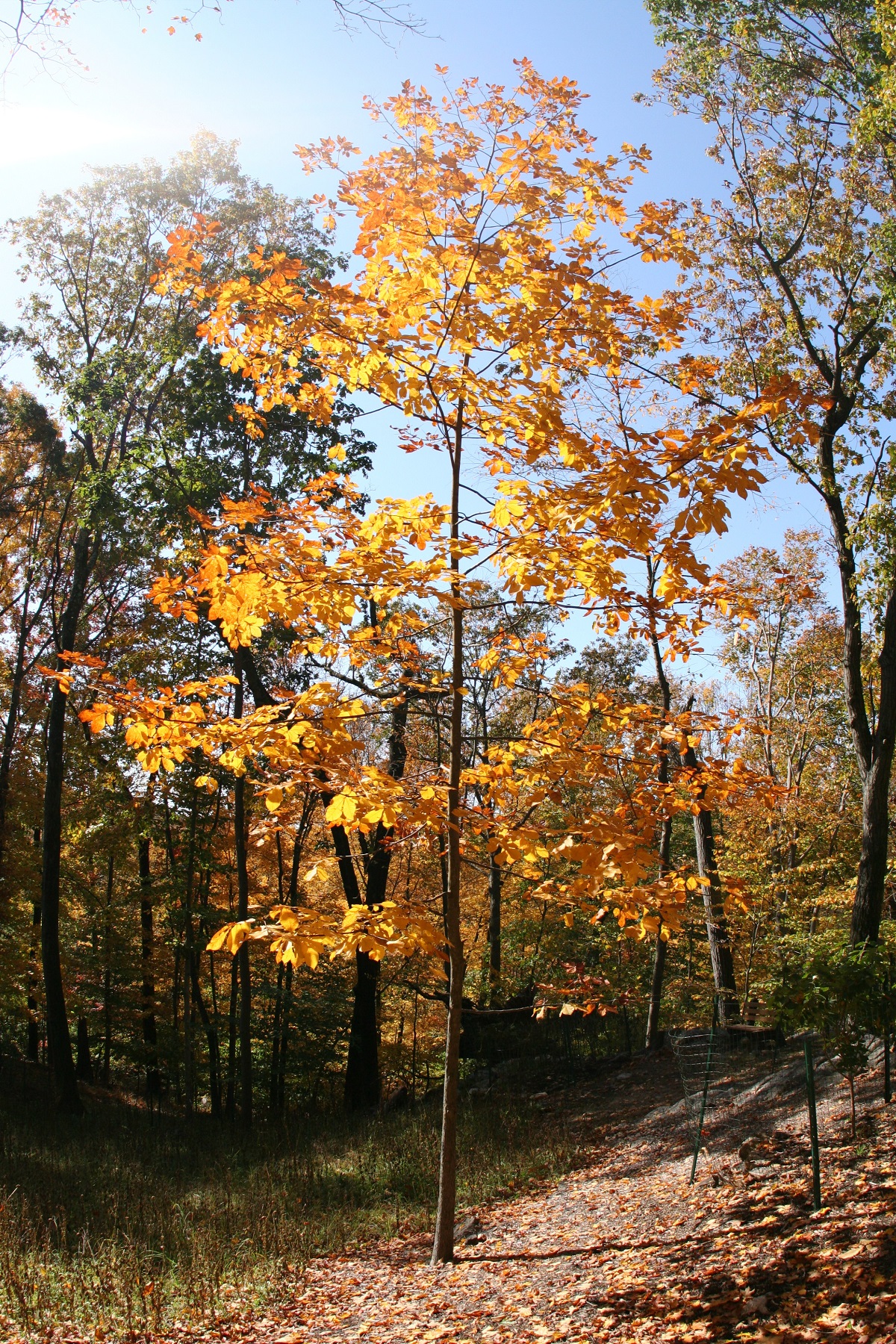 Canopy Trees Mostly Native Shade