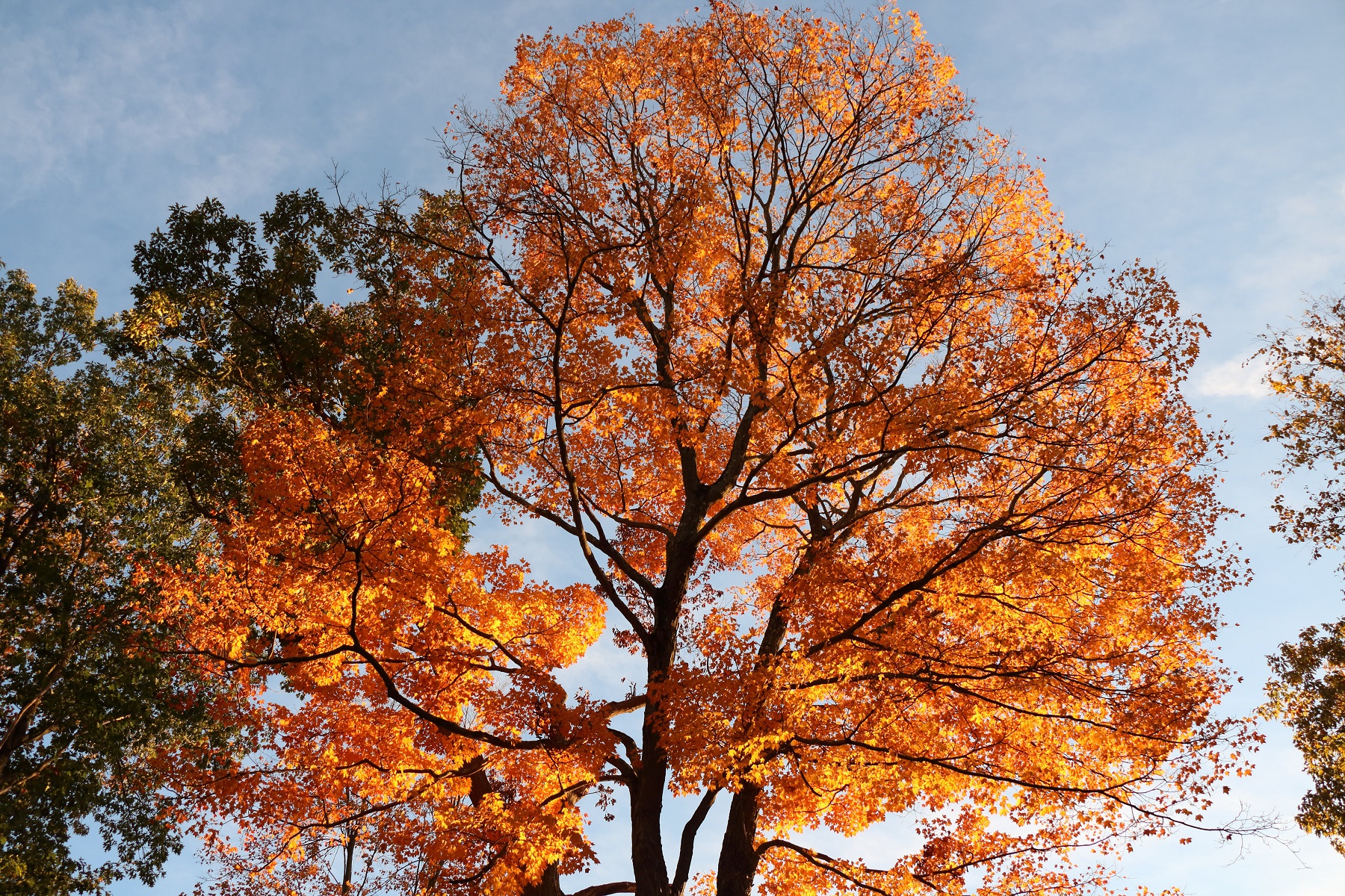 Canopy Trees Mostly Native Shade