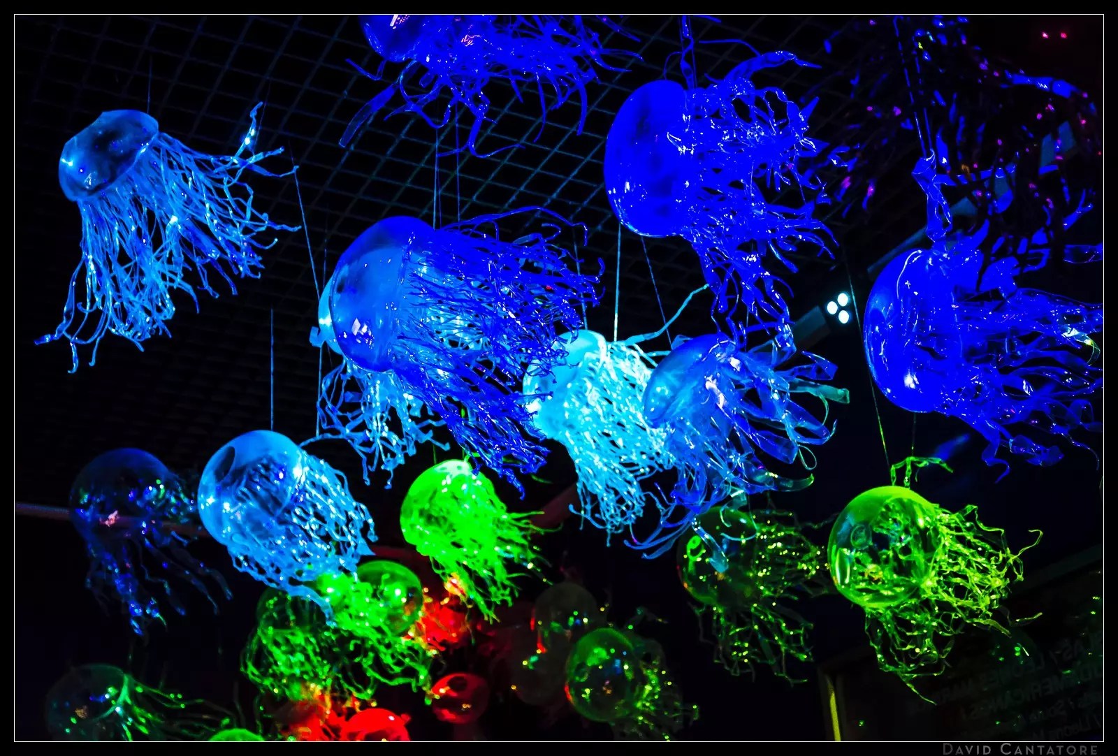 RGB Jellyfish Mostly Real Stuff