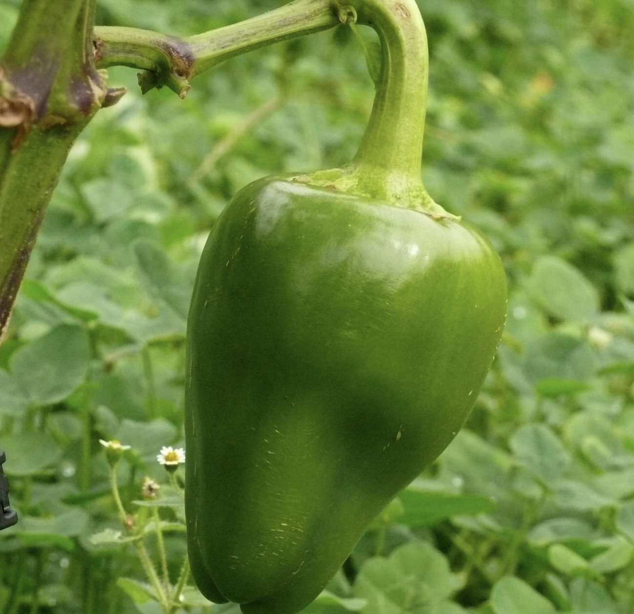 Capsicum Pimento seed Buy Pimento online