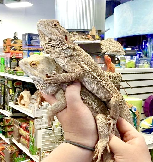 Reptiles Most Valuable Pets Lexington's Local choice for your MVP!