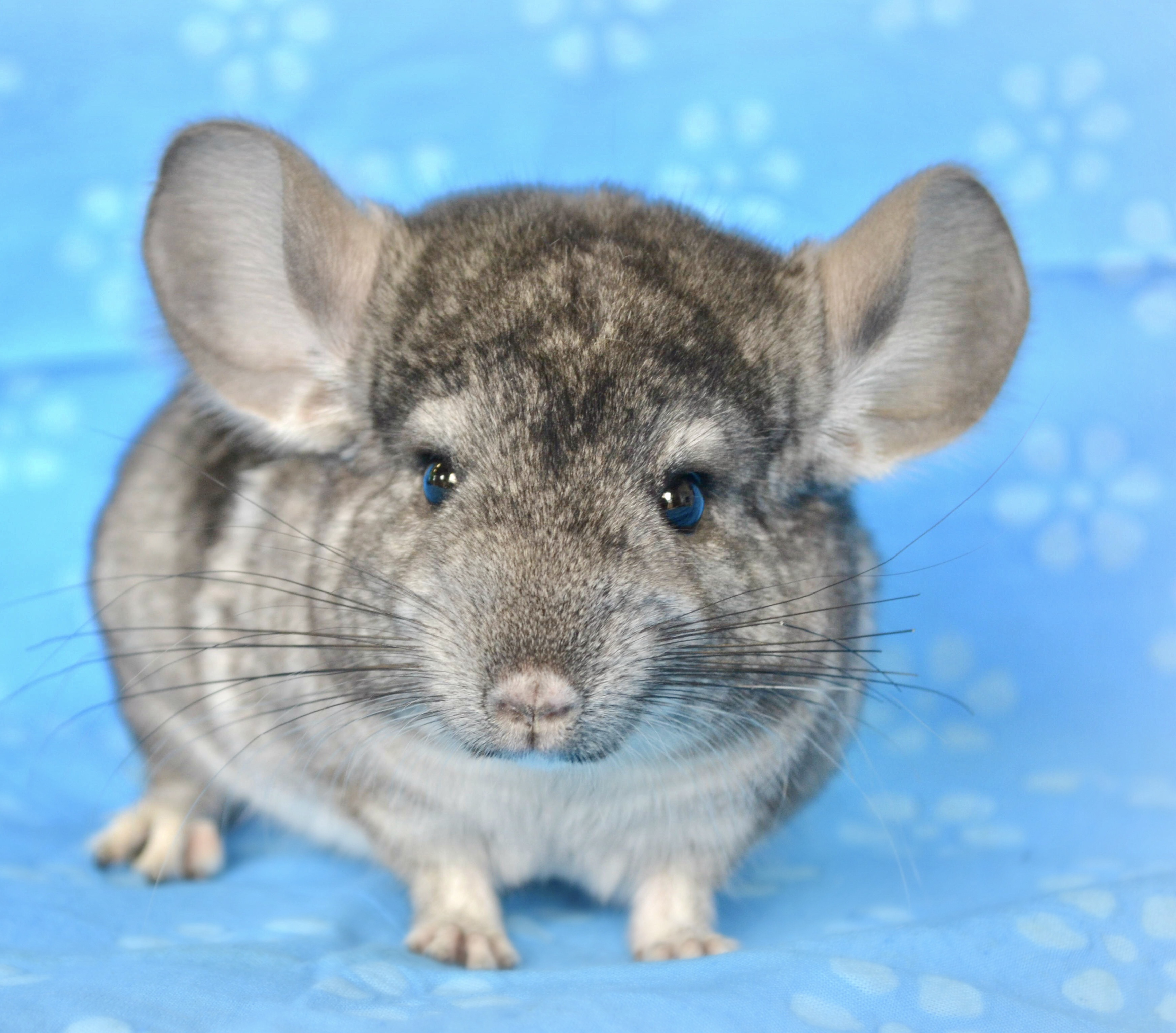 Small Animals Most Valuable Pets Lexington's Local choice for your MVP!