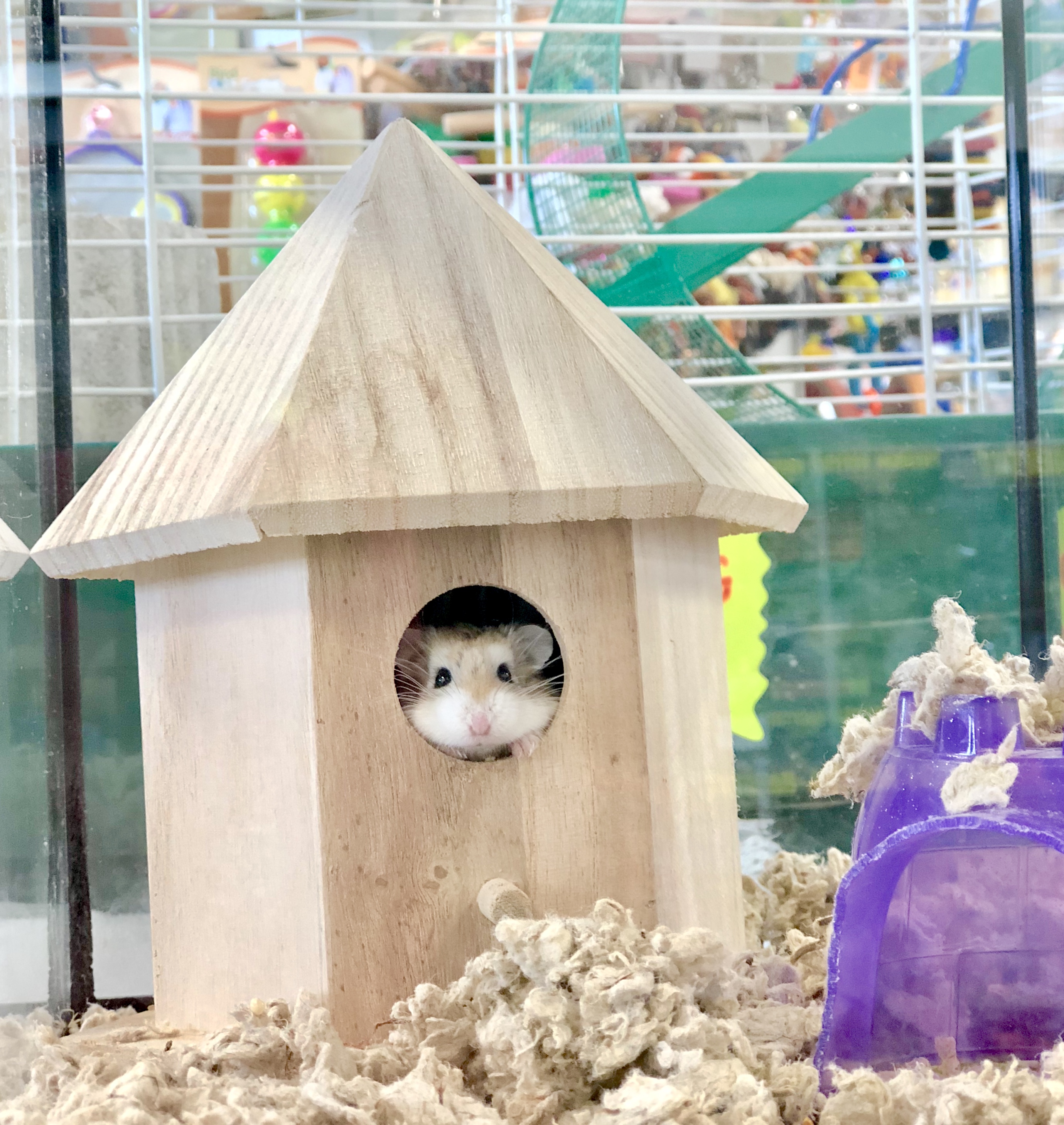 Small Animals Most Valuable Pets Lexington's Local choice for your MVP!